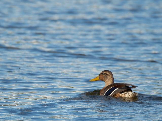 Canard en Dombes