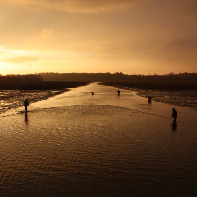 Pêche traditionnelle en Dombes