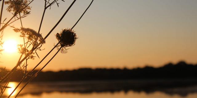 Lever de soleil sur un étang de la Dombes