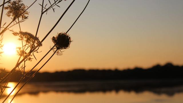 Lever de soleil sur un étang de la Dombes