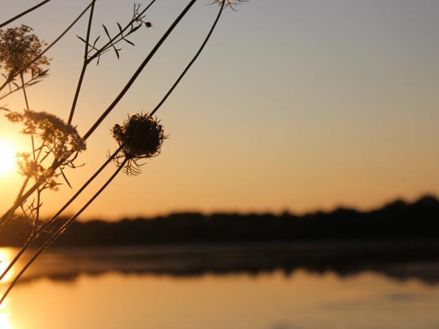 Lever de soleil sur un étang de la Dombes