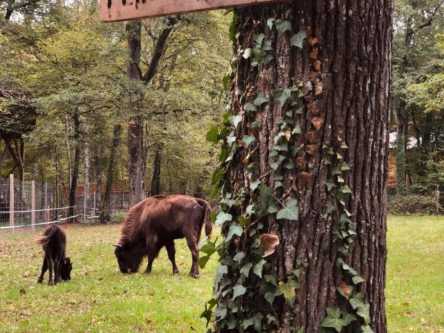 Parc animalier du Domaine de la Dombes