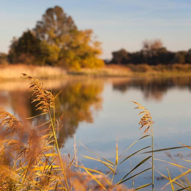 Automne en Dombes©Daniel Gillet