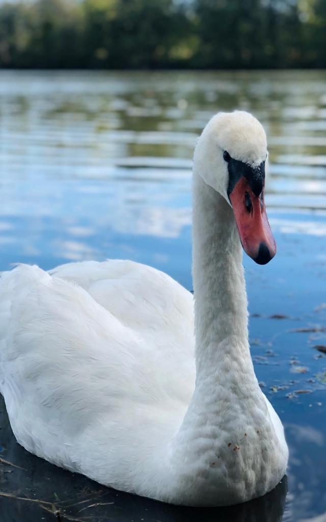 Cygne sur un étang de la Dombes