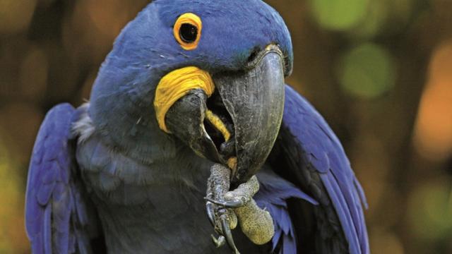 Ara Hyacinthe au Parc des Oiseaux