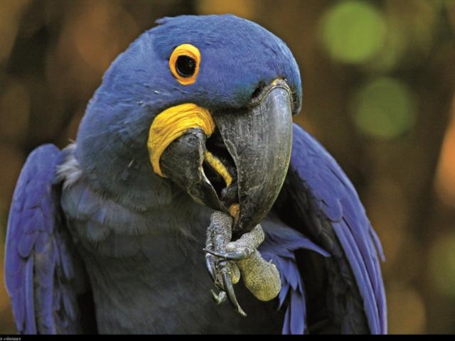 Ara Hyacinthe au Parc des Oiseaux