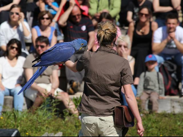 Ara Hyacinthe au Spectacle du Parc des Oiseaux