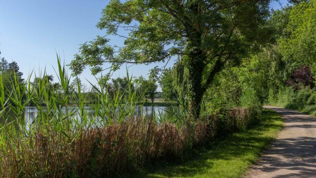 Balade aux bords des étangs de la Dombes proche de lyon