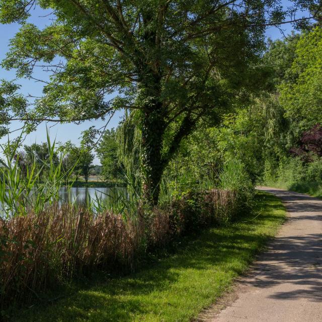 Balade aux bords des étangs de la Dombes proche de lyon