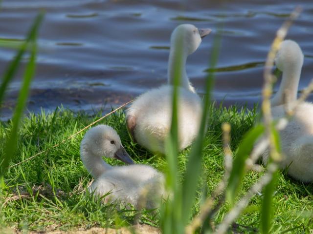 Cygneaux en Dombes