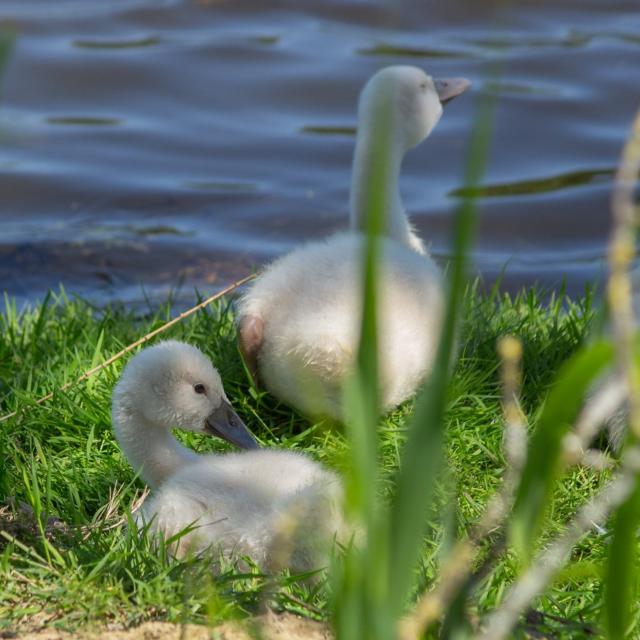 Cygneaux en Dombes