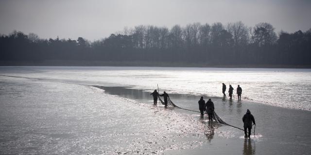 Pêche d'etang en Dombes