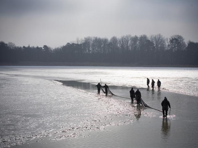 Pêche d'etang en Dombes