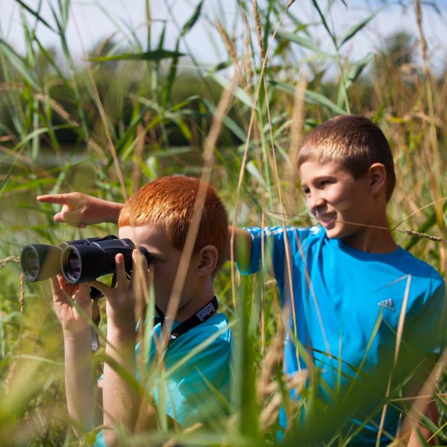 Observation des oiseaux et promenade au bord des etangs de la Dombe, Ain.