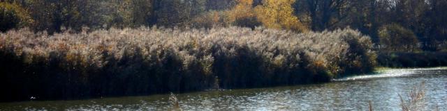 Etang Turlet à Villars les Dombes