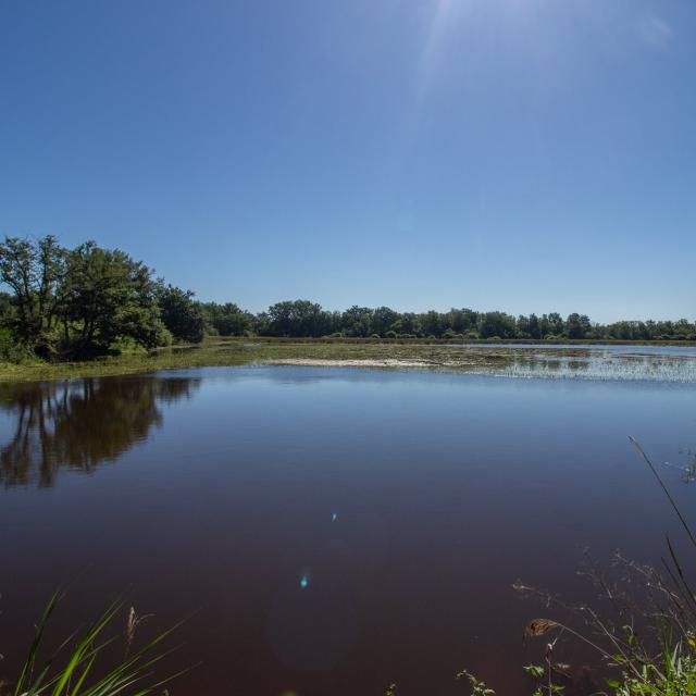 Balade aux bords des étangs de la Domes