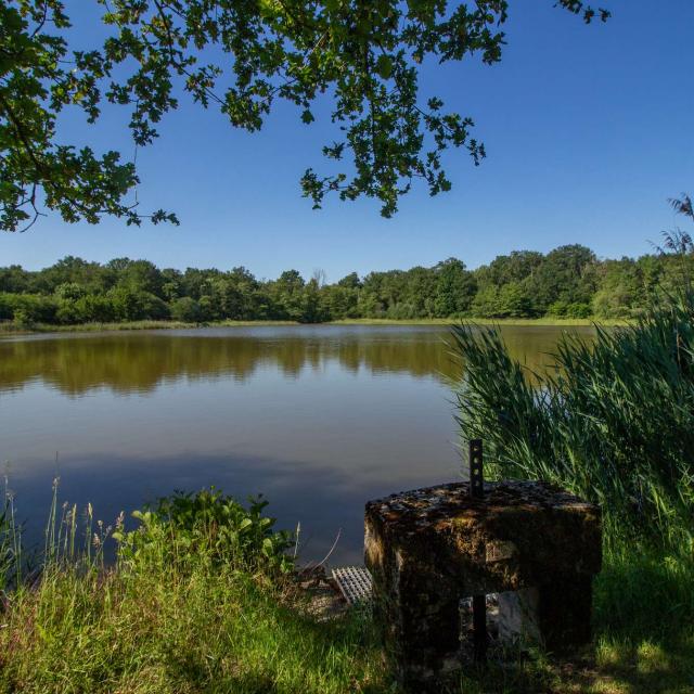 Etang à Sainte Olive en Dombes