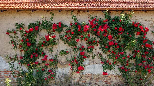 Mur fleuri en Dombes