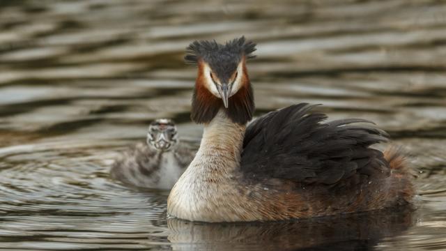 Grèbe huppé avec son petit sur un étang de la Dombes