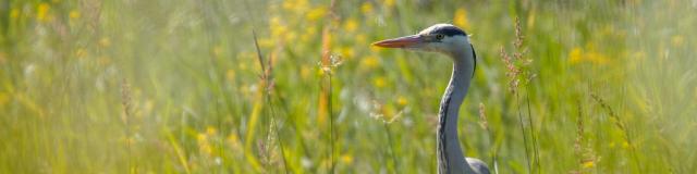 Héron cendré en Dombes observation des oiseaux