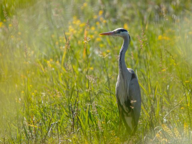 Héron cendré en Dombes observation des oiseaux