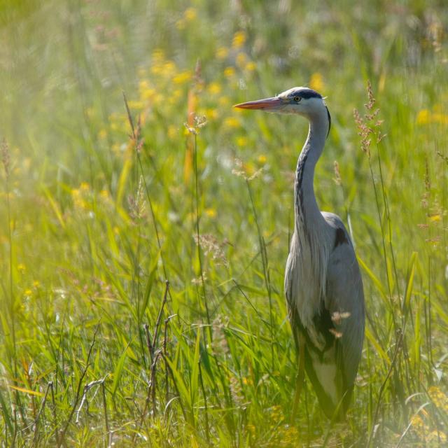 Héron cendré en Dombes observation des oiseaux