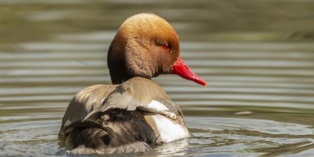 Nette Rousse sur un étang de la Dombes