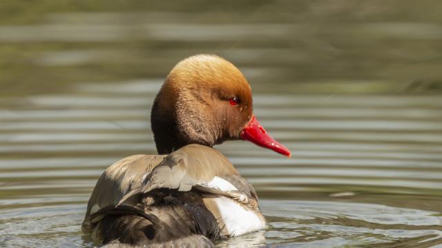 Nette Rousse sur un étang de la Dombes