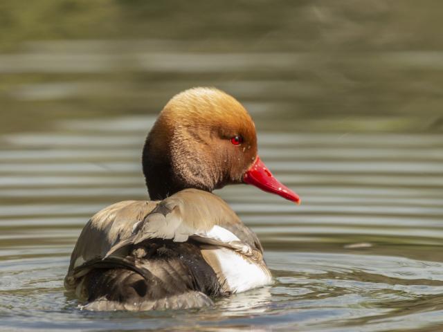 Nette Rousse sur un étang de la Dombes