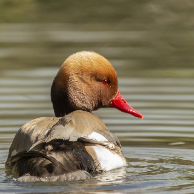 Nette Rousse sur un étang de la Dombes