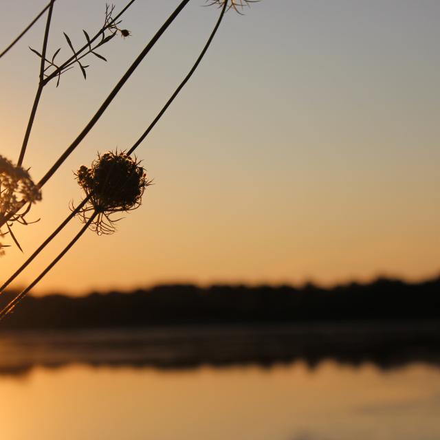 Lever de soleil sur un étang