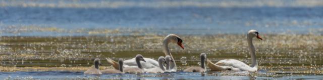 Cygnes - Balade en Dombes