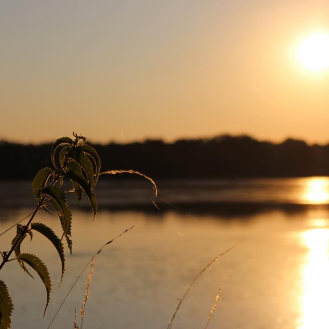 Lever de soleil sur un étang en Dombes