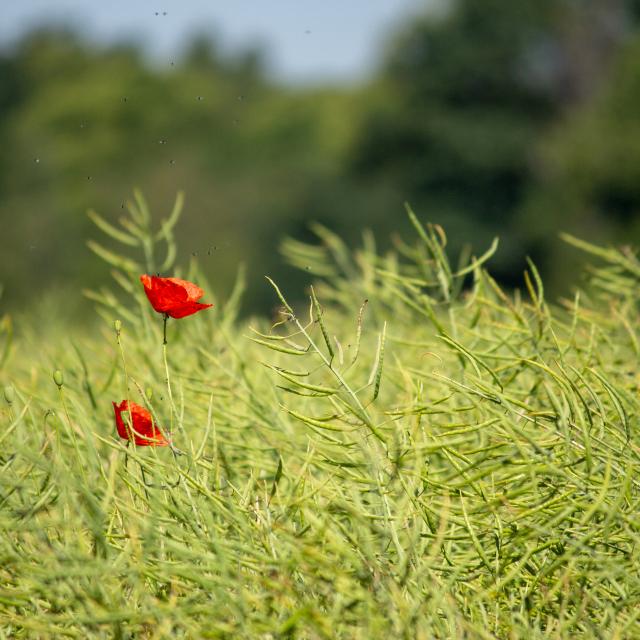 Balade en Dombes -Villette-sur-Ain / De l'Ain au Plateau