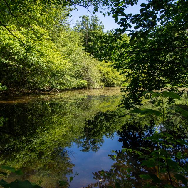 Balade en Dombes -Villette-sur-Ain / De l'Ain au Plateau