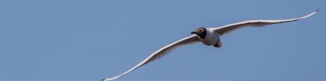 Mouette rieuse en Dombes