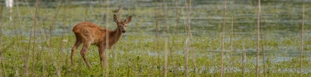 Biche au bord d'un étang de la Dombes