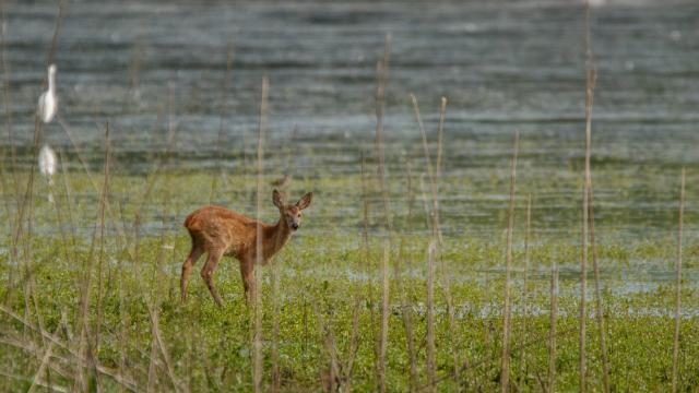 Biche au bord d'un étang de la Dombes