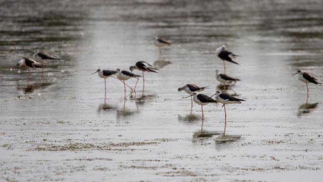 Echasses blanches sur un étang de la Dombes