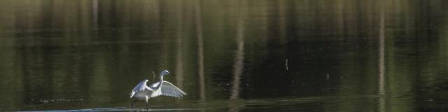 Aigrette garzette en Dombes