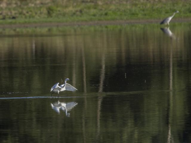 Aigrette garzette en Dombes