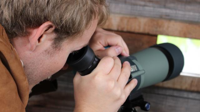 Observation des Oiseaux