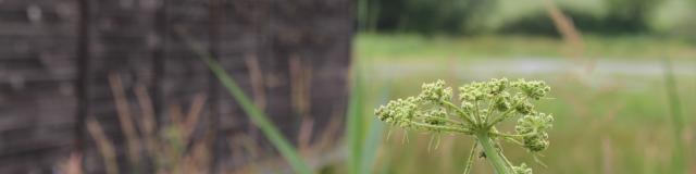 Flore et observatoire - Etang Prele