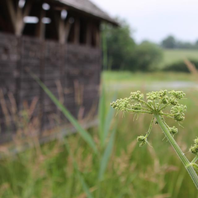 Flore et observatoire - Etang Prele