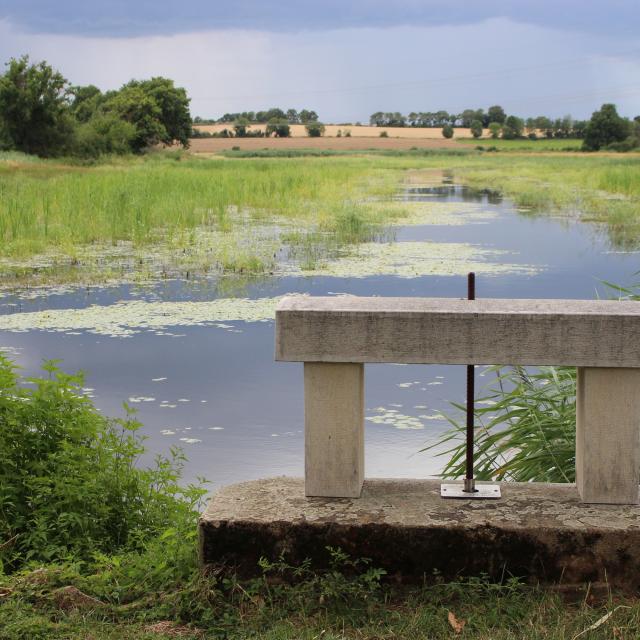 Thou de l'Etang Prêle