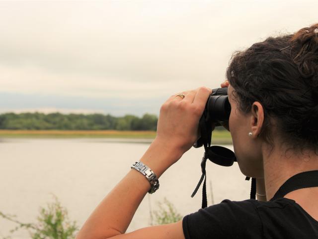 Observation des oiseaux