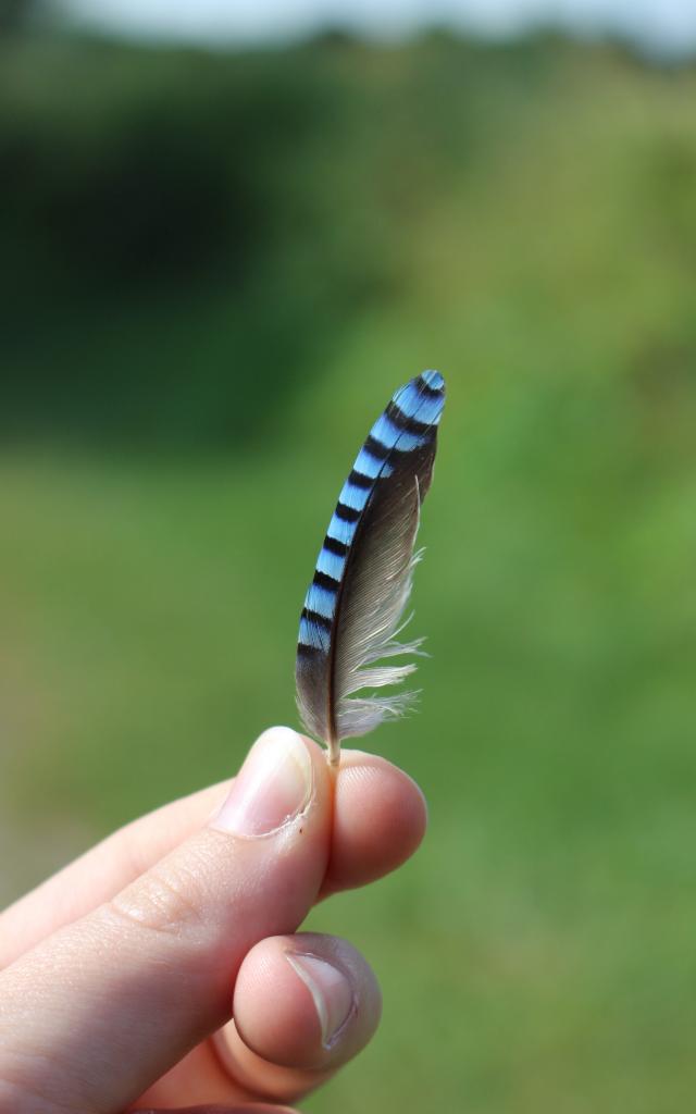 Plume de Geai des Chênes