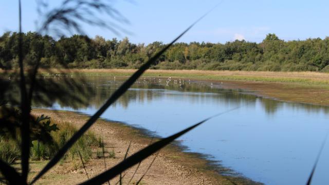 Etang de Vernange et oiseaux