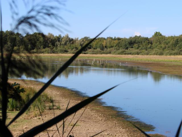 Etang de Vernange et oiseaux