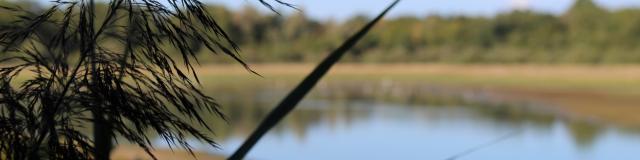 Etang Vernange en Dombes